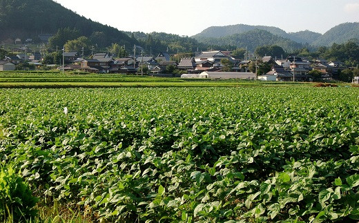 【金額自由入力】京丹波町産 獲れたて旬の黒枝豆 量り売り体験(重量に応じた寄附)の画像3