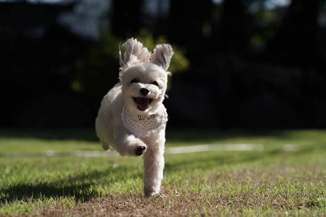 愛犬と癒しの旅　ナガラミリゾートSOSA ご宿泊利用券 6万円分の画像7